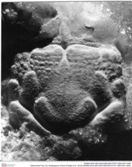 Historisches Foto von Ululapagurus oroszyi (Fraaije et al., 2019) (NHMW-AFW-GEO-BACHMAYER-FOTO-1990-0041-3480)